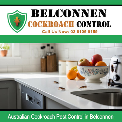 Australian cockroach infestation on kitchen bench top near fruit and grey cabinets in Belconnen ACT