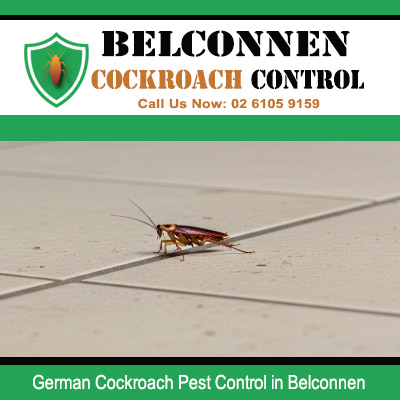 German cockroach crawling on light coloured floor inside Belconnen residential property